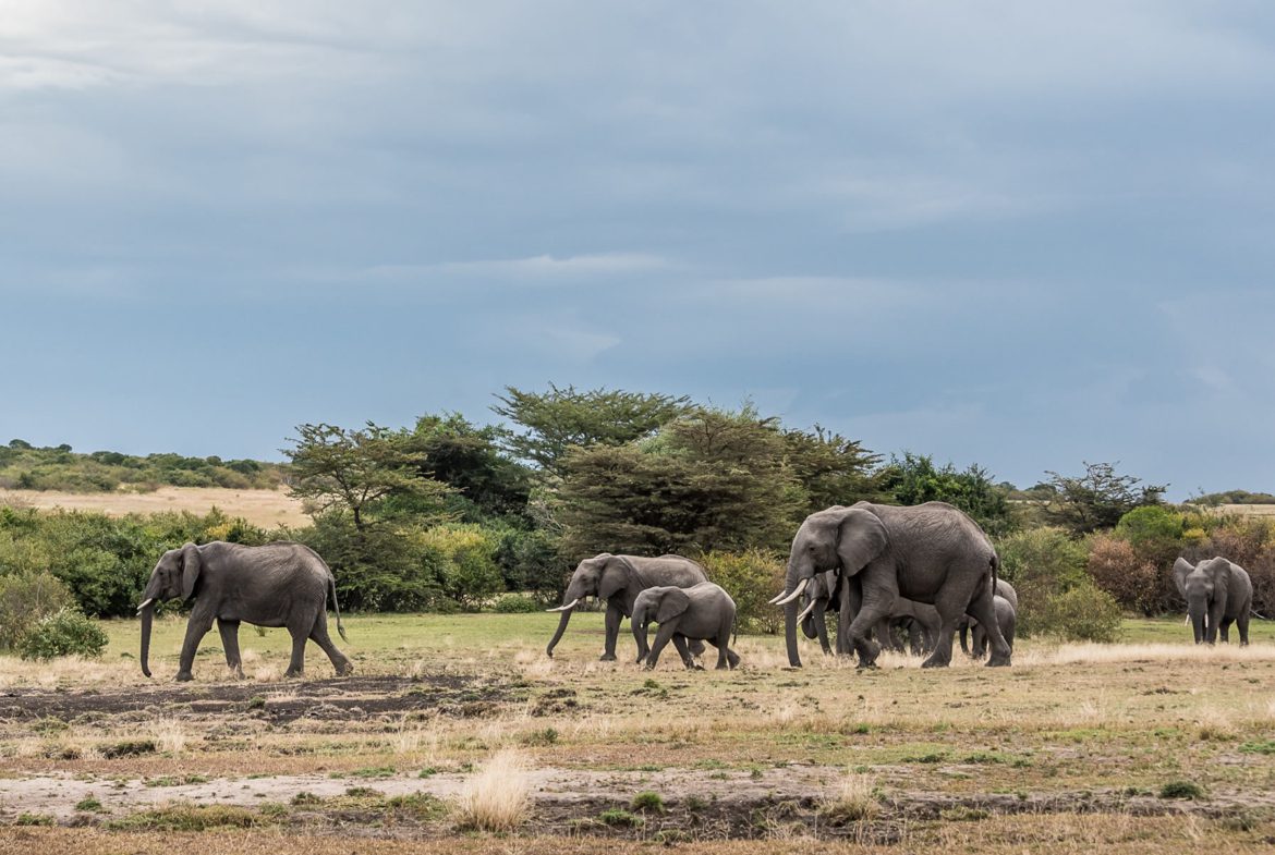 Exclusive Luxury Safari Camp and Conservancy for Sale. , a 5,000-acre conservancy and a horse riding operation. FIT PROPERTY