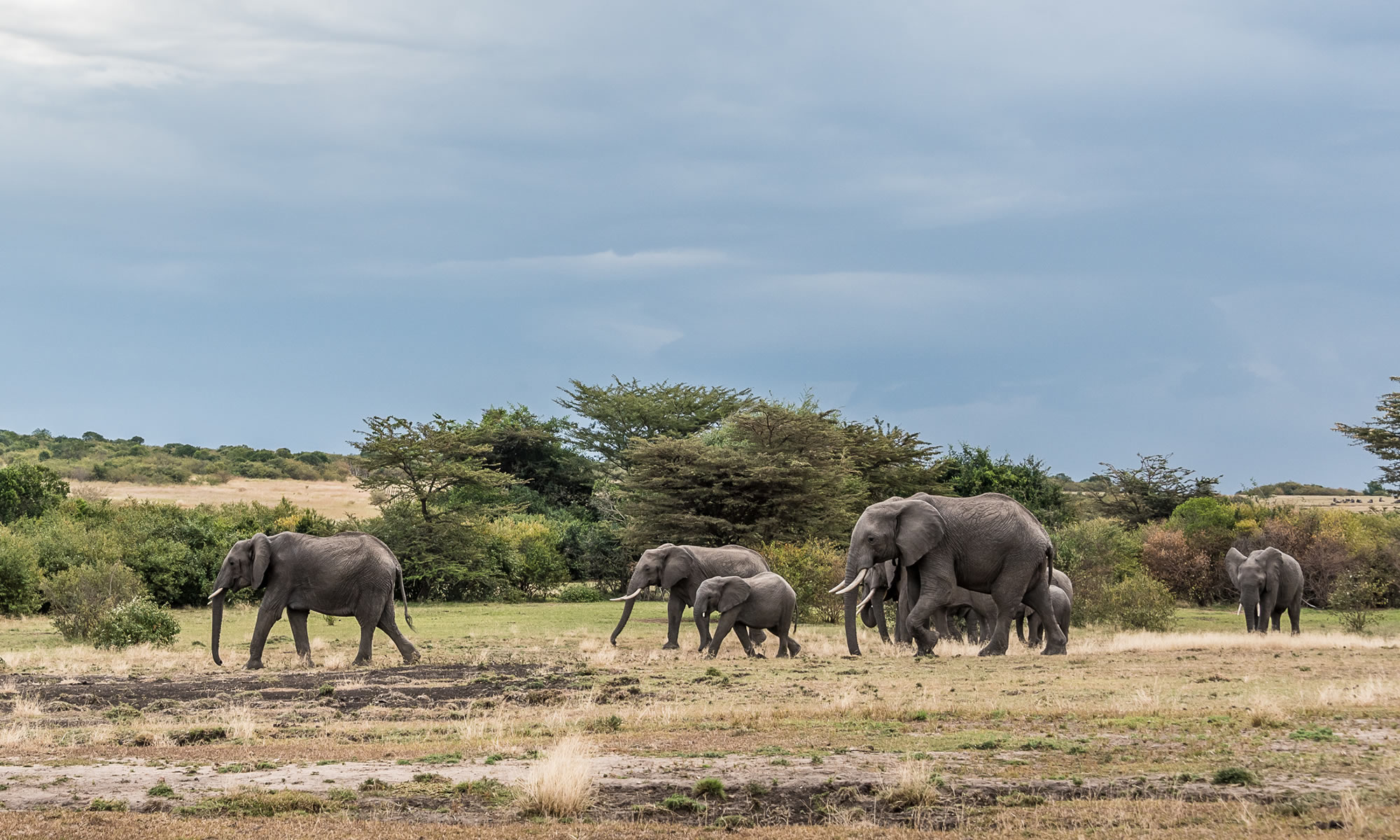 Exclusive Luxury Safari Camp and Conservancy for Sale. , a 5,000-acre conservancy and a horse riding operation. FIT PROPERTY