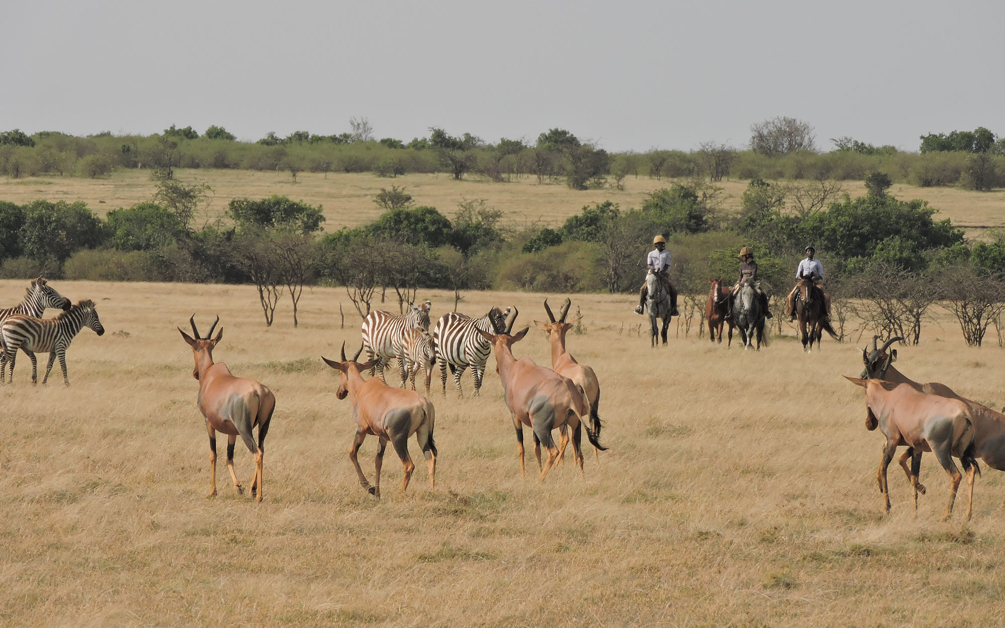 Exclusive Luxury Safari Camp and Conservancy for Sale. , a 5,000-acre conservancy and a horse riding operation. FIT PROPERTY