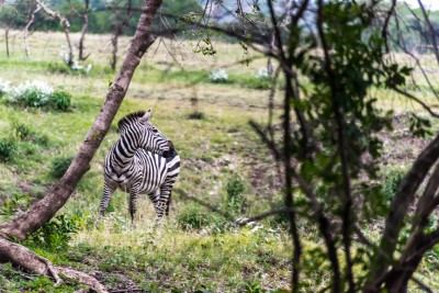 Exclusive Luxury Safari Camp and Conservancy for Sale. , a 5,000-acre conservancy and a horse riding operation. FIT PROPERTY